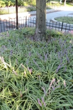 Variegated Liriope (Monkey Grass / Lilyturf) - 1 Gallon Pot -Garden Plant Shop Liriope Variegata 6