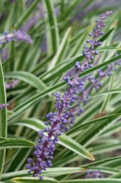 Variegated Liriope - Monkey Grass / Lilyturf - 10 Pack Of Pint Pots -Garden Plant Shop Liriope Variegata 7 2