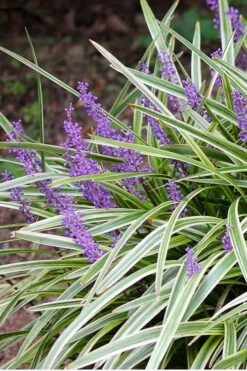 Variegated Liriope - Lilyturf - 72 Pack Of 3.5" Pint Pots -Garden Plant Shop Liriope Variegated 15 6