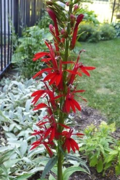 Red Cardinal Flower (Lobelia Cardinalis) - 6 Pack Of 1 Gallon Pots 12 Red Cardinal Flower (Lobelia Cardinalis) - 6 Pack Of 1 Gallon Pots -Garden Plant Shop Lobelia Cardinalis Cardinal Flower 2