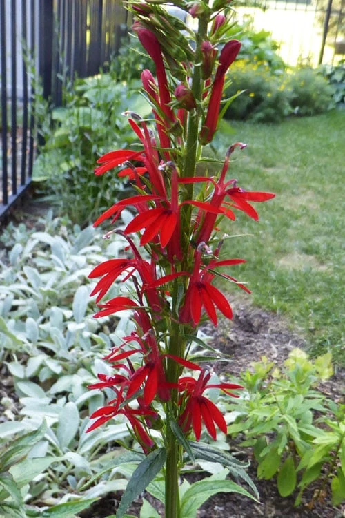 Red Cardinal Flower (Lobelia Cardinalis) - 6 Pack Of 1 Gallon Pots 5 Red Cardinal Flower (Lobelia Cardinalis) - 6 Pack Of 1 Gallon Pots - Image 5