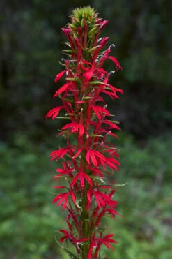 Red Cardinal Flower (Lobelia Cardinalis) - 6 Pack Of 1 Gallon Pots 13 Red Cardinal Flower (Lobelia Cardinalis) - 6 Pack Of 1 Gallon Pots -Garden Plant Shop Lobelia Cardinalis Cardinal Flower 3
