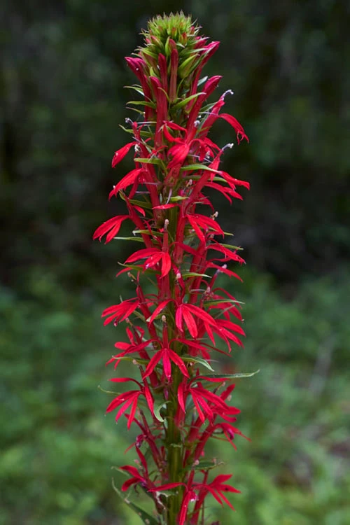 Red Cardinal Flower (Lobelia Cardinalis) - 6 Pack Of 1 Gallon Pots 6 Red Cardinal Flower (Lobelia Cardinalis) - 6 Pack Of 1 Gallon Pots - Image 6