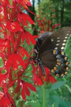 Red Cardinal Flower (Lobelia Cardinalis) - 6 Pack Of 1 Gallon Pots 14 Red Cardinal Flower (Lobelia Cardinalis) - 6 Pack Of 1 Gallon Pots -Garden Plant Shop Lobelia Cardinalis Cardinal Flower 4