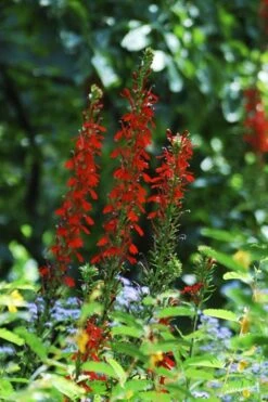 Red Cardinal Flower (Lobelia Cardinalis) - 6 Pack Of 1 Gallon Pots 15 Red Cardinal Flower (Lobelia Cardinalis) - 6 Pack Of 1 Gallon Pots -Garden Plant Shop Lobelia Cardinalis Cardinal Flower 5