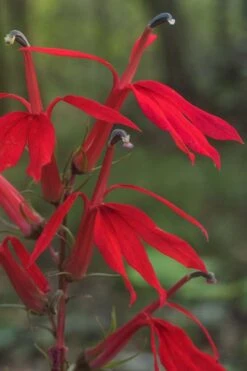 Red Cardinal Flower (Lobelia Cardinalis) - 6 Pack Of 1 Gallon Pots 11 Red Cardinal Flower (Lobelia Cardinalis) - 6 Pack Of 1 Gallon Pots -Garden Plant Shop Lobelia Cardinalis Cardinal Flower 6