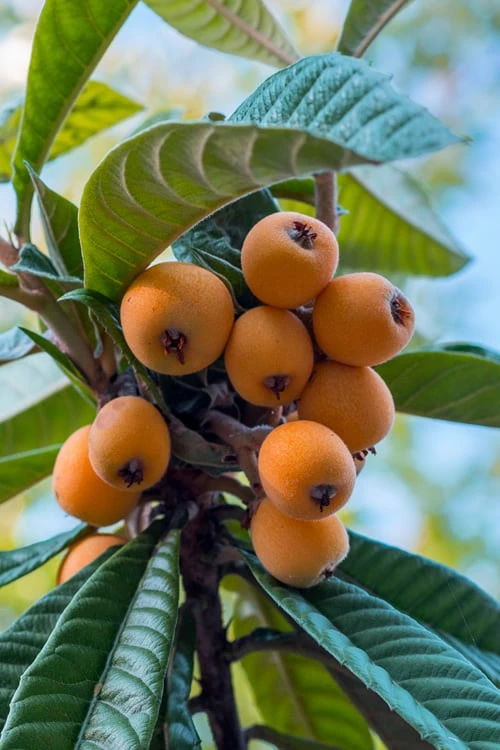 Loquat Tree - Eriobotrya Japonica - 5 Gallon Pot 1 Loquat Tree - Eriobotrya Japonica - 5 Gallon Pot