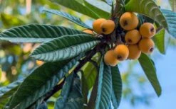 Loquat Tree - Eriobotrya Japonica - 5 Gallon Pot 10 Loquat Tree - Eriobotrya Japonica - 5 Gallon Pot -Garden Plant Shop Loquat 12 2