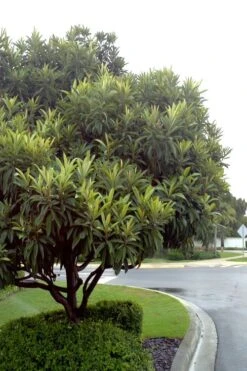 Loquat Tree (Eriobotrya Japonica) - 7 Gallon Pot (6-7') -Garden Plant Shop Loquat Tree 500x750 2