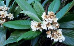 Loquat Tree (Eriobotrya Japonica) - 7 Gallon Pot (6-7') -Garden Plant Shop Loquat Tree Flowers 1