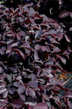 Carolina Midnight Loropetalum - 3 Gallon Pot 9 Carolina Midnight Loropetalum - 3 Gallon Pot -Garden Plant Shop Loropetalum Carolina Midnight 10 1