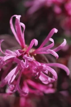 Carolina Midnight Loropetalum - Single Trunk Topiary Tree - 5 Gallon Pot 10 Carolina Midnight Loropetalum - Single Trunk Topiary Tree - 5 Gallon Pot -Garden Plant Shop Loropetalum Carolina Midnight Flower 1