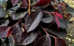 Carolina Midnight Loropetalum - 6 Pack Of 1 Gallon Pots -Garden Plant Shop Loropetalum Carolina Midnight Leaves