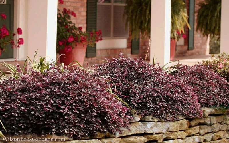 Purple Pixie Loropetalum - 6 Pack Of 1 Gallon Pots 4 Purple Pixie Loropetalum - 6 Pack Of 1 Gallon Pots - Image 4
