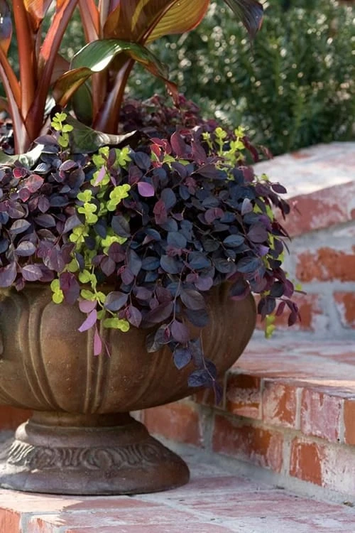 Purple Pixie Loropetalum - 2.5 Quart Pot 6 Purple Pixie Loropetalum - 2.5 Quart Pot - Image 6