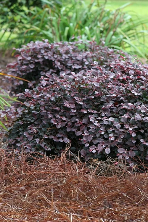Purple Pixie Loropetalum - 2 Gallon Pot 1 Purple Pixie Loropetalum - 2 Gallon Pot