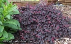 Purple Pixie Loropetalum - 2.5 Quart Pot 15 Purple Pixie Loropetalum - 2.5 Quart Pot -Garden Plant Shop Loropetalum Purple Pixie 12 3