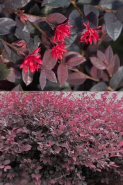 Red Diamond Loropetalum - 2 Gallon Pot -Garden Plant Shop Loropetalum Red Diamond 500x750 1
