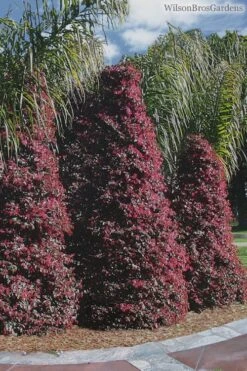 Zhuzhou Loropetalum (Chinese Fringeflower) - 7 Gallon Pot -Garden Plant Shop Loropetalum ZhuZhou 22 1