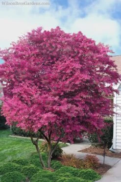 Zhuzhou Loropetalum (Chinese Fringeflower) - 3 Gallon Pot -Garden Plant Shop Loropetalum ZhuZhou 23
