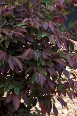Zhuzhou Loropetalum (Chinese Fringeflower) - 3 Gallon Pot -Garden Plant Shop Loropetalum ZhuZhou 25