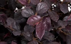 Red Diamond Loropetalum - 2 Gallon Pot -Garden Plant Shop LoropetalumRedDiamond 3