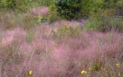 Purple Lovegrass - Eragrostis Spectabilis - 6 Pack Of 1 Gallon Pots -Garden Plant Shop Lovegrass Purple