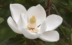 Alta Southern Magnolia - 7 Gallon Pot (4-5') -Garden Plant Shop Magnolia Alta 2