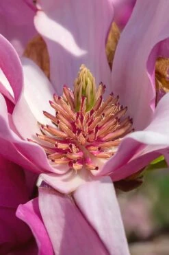 Ann Magnolia Tulip Tree - 3 Gallon Pot 14 Ann Magnolia Tulip Tree - 3 Gallon Pot -Garden Plant Shop Magnolia Ann 31 1