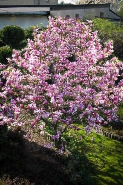 Betty Magnolia Tulip Tree - 3 Gallon Pot -Garden Plant Shop Magnolia Betty 7 1