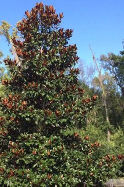 Brackens Brown Beauty Magnolia - 7 Gallon Pot (5-6') -Garden Plant Shop Magnolia Bracken Brown Beauty 500x750 5
