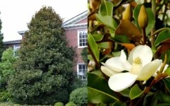 Brackens Brown Beauty Magnolia - 7 Gallon Pot (5-6') -Garden Plant Shop Magnolia Brackens Brown Beauty 1 4