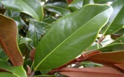 Brackens Brown Beauty Magnolia - 1 Gallon Pot -Garden Plant Shop Magnolia Brackens Brown Beauty Leaves 3