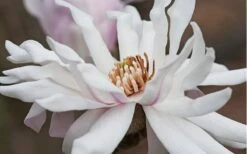 Centennial Star Magnolia - 3 Gallon Pot 13 Centennial Star Magnolia - 3 Gallon Pot -Garden Plant Shop Magnolia Centennial 10