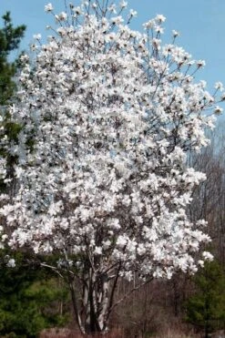 Centennial Star Magnolia - 3 Gallon Pot 11 Centennial Star Magnolia - 3 Gallon Pot -Garden Plant Shop Magnolia Centennial 19