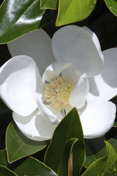 Claudia Wannamaker Southern Magnolia - 7 Gallon Pot (4-5') 1 Claudia Wannamaker Southern Magnolia - 7 Gallon Pot (4-5')
