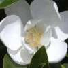 Claudia Wannamaker Southern Magnolia - 3 Gallon Pot