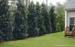 Claudia Wannamaker Southern Magnolia - 7 Gallon Pot (5-6') 10 Claudia Wannamaker Southern Magnolia - 7 Gallon Pot (5-6') -Garden Plant Shop Magnolia Claudia Wannamaker 2