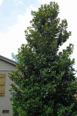 Claudia Wannamaker Southern Magnolia - 3 Gallon Pot 9 Claudia Wannamaker Southern Magnolia - 3 Gallon Pot -Garden Plant Shop Magnolia Claudia Wannamaker 4 2