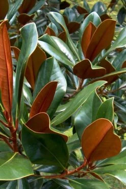 D. D. Blanchard Southern Magnolia - 3 Gallon Pot -Garden Plant Shop Magnolia DD Blanchard 11 1
