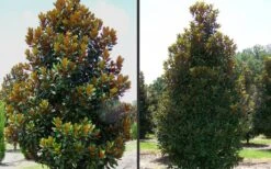 D. D. Blanchard Southern Magnolia - 1 Gallon Pot -Garden Plant Shop Magnolia DD Blanchard 2