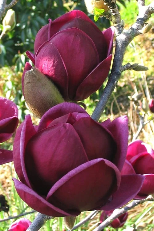 Genie Magnolia Tulip Tree - 7 Gallon Pot (6-7') 1 Genie Magnolia Tulip Tree - 7 Gallon Pot (6-7')