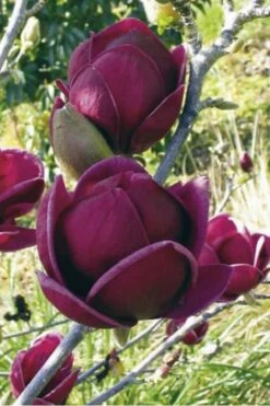 Genie Magnolia Tulip Tree - 1 Gallon Pot 17 Genie Magnolia Tulip Tree - 1 Gallon Pot -Garden Plant Shop Magnolia Genie 10