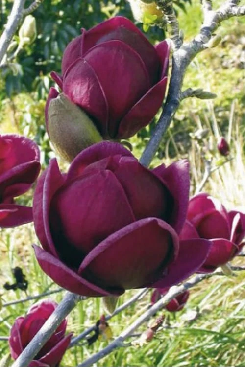 Genie Magnolia Tulip Tree - 7 Gallon Pot (6-7') 9 Genie Magnolia Tulip Tree - 7 Gallon Pot (6-7') - Image 9