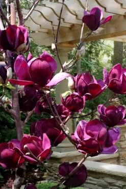 Genie Magnolia Tulip Tree - 7 Gallon Pot (6-7') 13 Genie Magnolia Tulip Tree - 7 Gallon Pot (6-7') -Garden Plant Shop Magnolia Genie 4 3