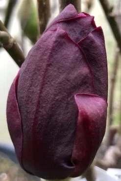 Genie Magnolia Tulip Tree - 5 Gallon Pot -Garden Plant Shop Magnolia Genie 8 1