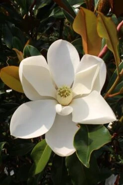 Kay Parris Southern Magnolia - 3 Gallon Pot