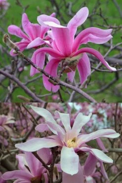 Leonard Messel Star Magnolia - 3 Gallon Pot -Garden Plant Shop Magnolia Leonard Messel 21 1