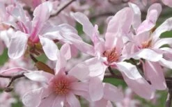 Leonard Messel Star Magnolia - 3 Gallon Pot -Garden Plant Shop Magnolia Leonard Messel 23 1