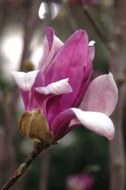 Leonard Messel Star Magnolia - 3 Gallon Pot -Garden Plant Shop Magnolia Leonard Messel 25 1